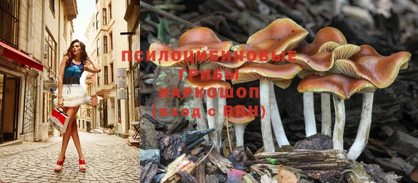 прущие грибы Абаза