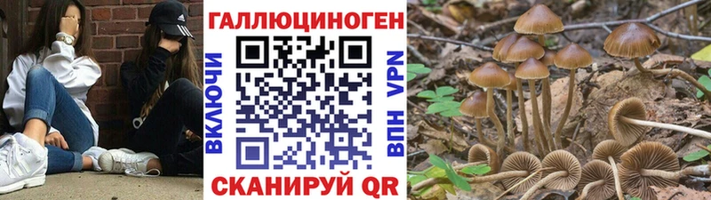 купить  сайты  mega   Псилоцибиновые грибы MAGIC MUSHROOMS  Темников 