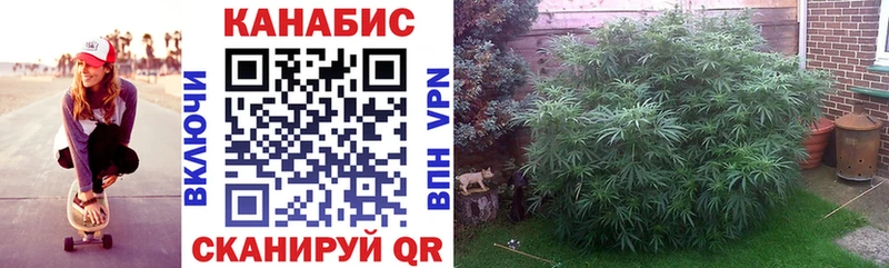 Бошки Шишки AK-47  Темников 